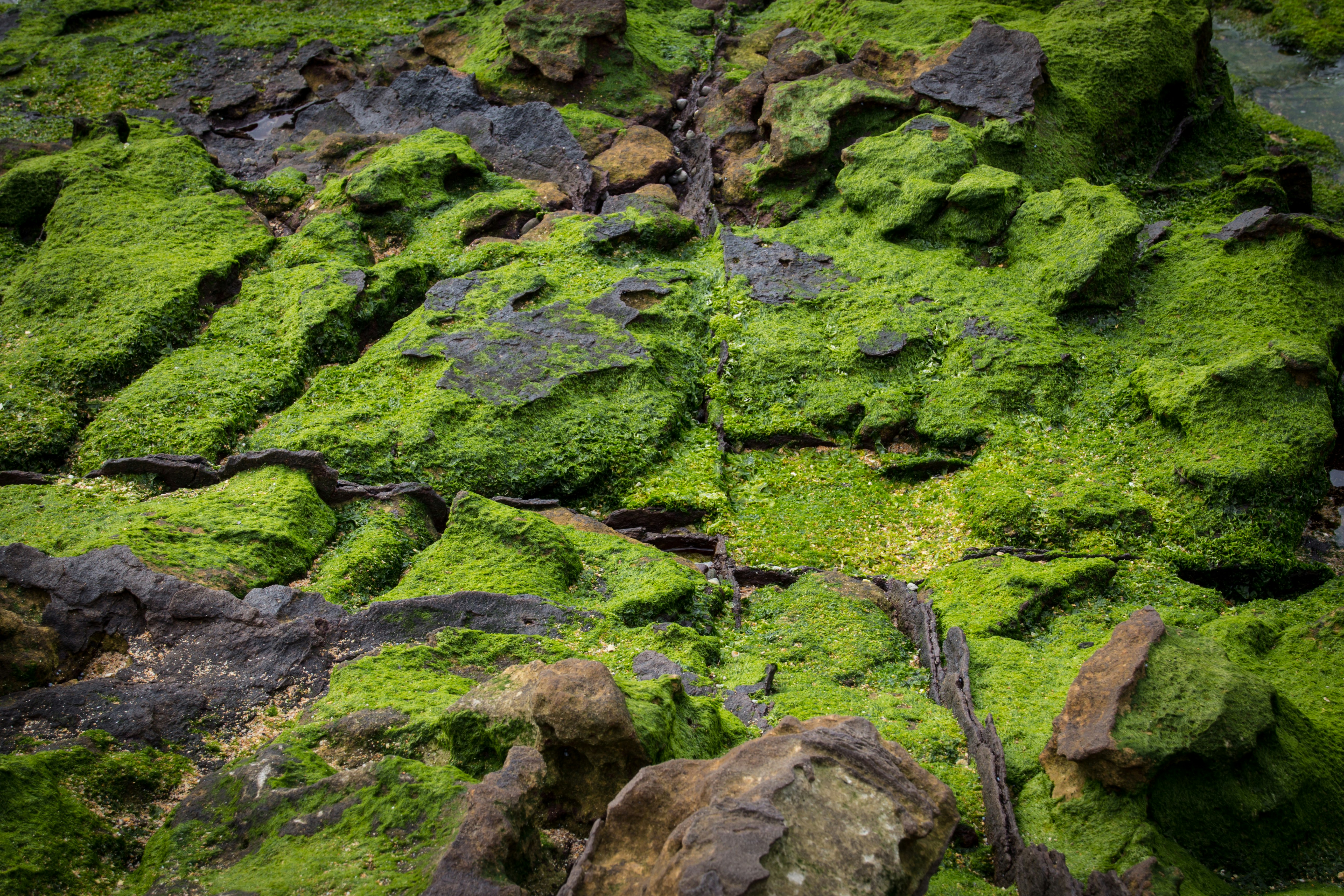 algae covered ground at daytime